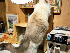 -MOCHA明星猫咖(田子坊店)