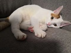 -屋虎猫馆(宝安大仟里店)