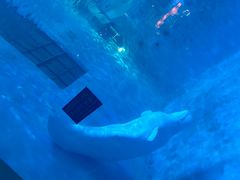 -蓬莱欧乐堡海洋极地世界