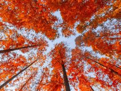 -黄海国家森林公园