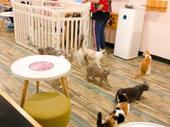 大堂-喵匠猫主题咖啡(凯德和平广场店)