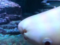 -上海海洋水族馆