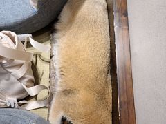 -逗柴咖啡屋·狗咖猫咖宠物桌游