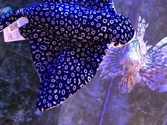 -迪拜水族馆及水下动物园