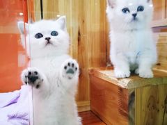 -十年猫舍·猫咪专门店(普陀店)