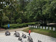 -广东惠东海龟国家级自然保护区