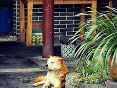 -青城甲(青城山店)