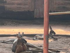 -深圳野生动物园