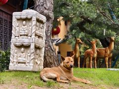 -龙华素斋(龙华路店)