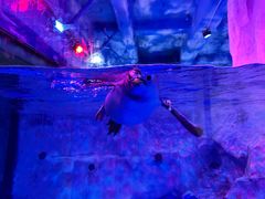 -芜湖新华联大白鲸海洋公园