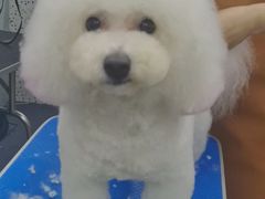 -佳雯宠物医院·皮肤科·内外科(春晓路分院)