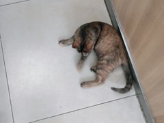 -宠福鑫康馨动物医院·骨科·眼科