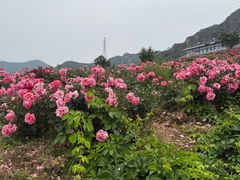 -密云玫瑰情园