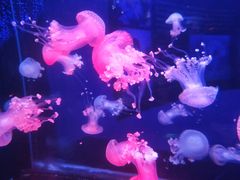 -梦幻海洋王国(吾悦广场张家港店)