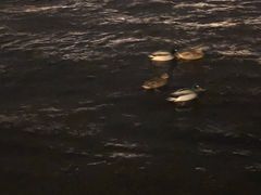 -涅瓦河