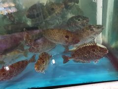 -绿雅居原生态农庄(小涌店)