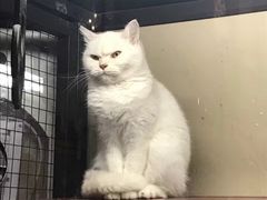 -猫咪博物馆(顶澳仔猫街店)