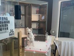 -翊宠yipet猫狗购宠庄园