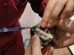 -瑞派·关忠动物医院·异宠专科·犬猫肿瘤·皮肤专科(望京店)