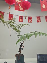 点击看大图 -FINE HAIR 烫染专业设计