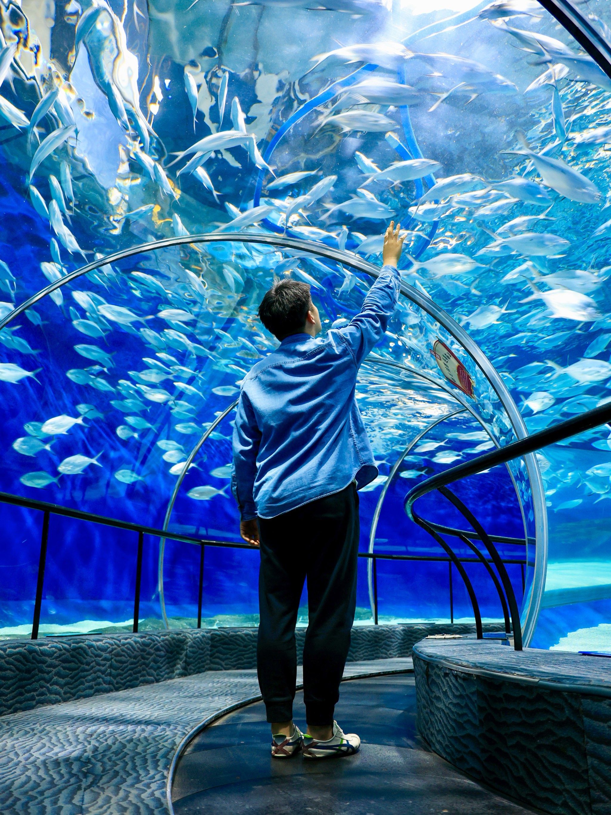 上海海洋水族馆太梦幻啦!我可以在这呆一天!