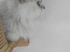 -Heymao猫咖.咖啡厅(东门店)