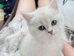 -关爱宠物医院·猫科中心·消化科(滨湖万达分院)