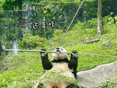 -都江堰中华大熊猫苑