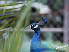 -西双版纳原始森林公园