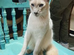 -猫小院猫主题餐厅(南锣旗舰店)