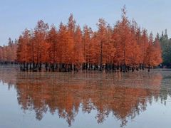 -白鹭湾湿地公园