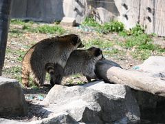 -上海野生动物园