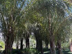 -中国科学院西双版纳热带植物园