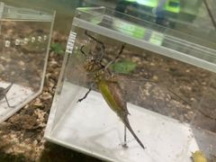 -上海昆虫博物馆