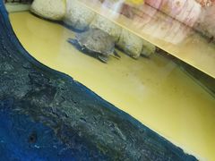 -上海大自然野生昆虫馆(东方明珠·爬宠昆虫探索中心)