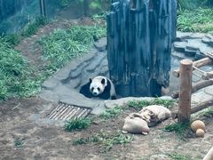 -大连森林动物园