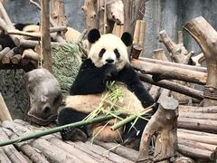 -都江堰中华大熊猫苑