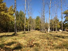 -千年银杏谷文化旅游区