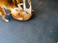 -柴源莊·柴小宠柴犬咖啡
