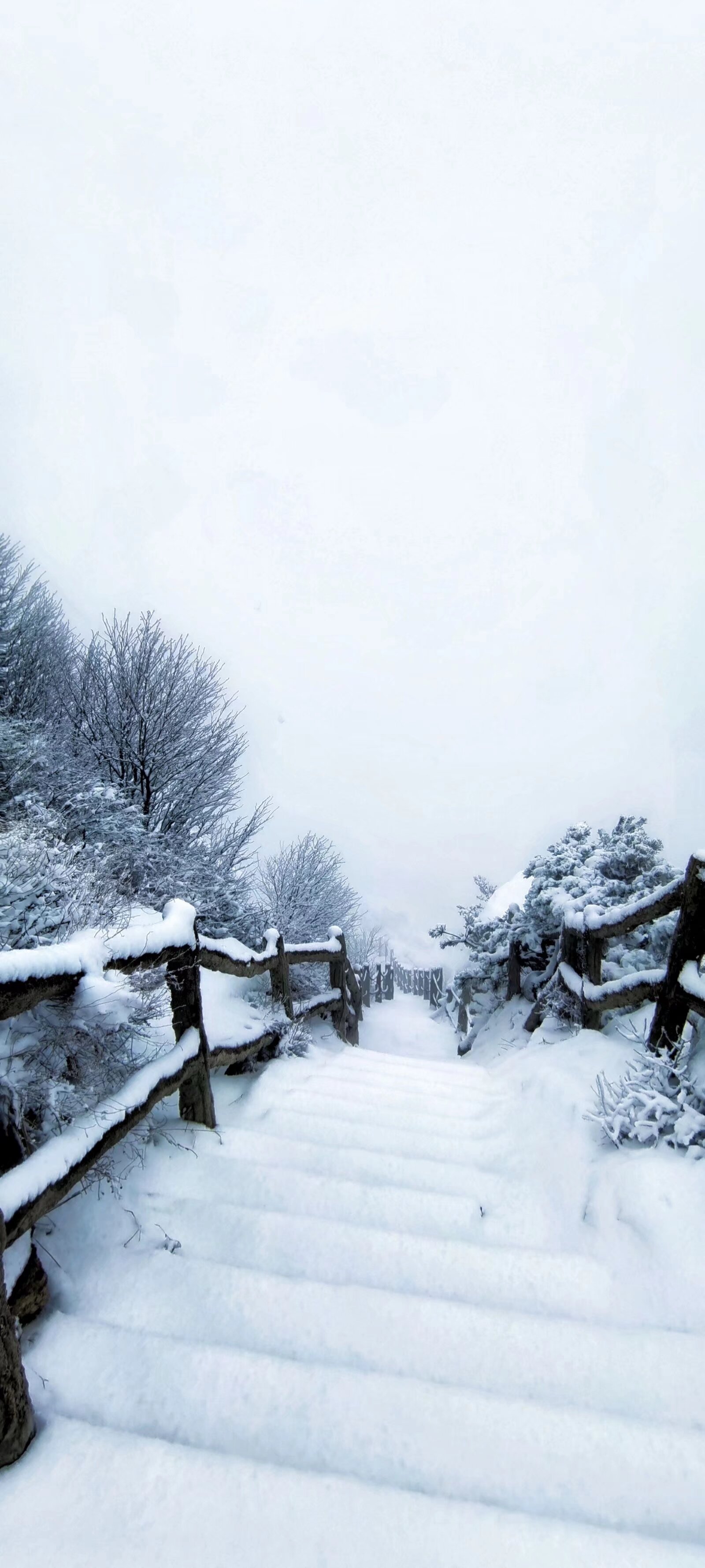 皑皑白雪,若浮云间图片