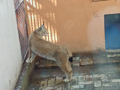 -青藏高原野生动物园