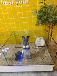 -神奇动物撸宠馆·羊驼·小浣熊·异宠(豫园店)