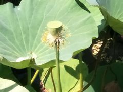 -羊亭河湿地公园