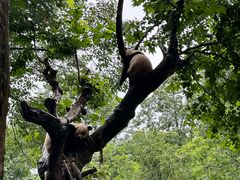 -都江堰中华大熊猫苑