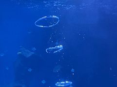 -石家庄海洋公园