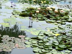 -国家植物园南园