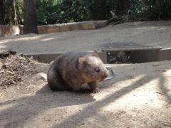 -可伦宾野生动物保护区