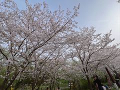 -顾村公园