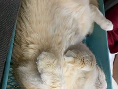 -十年猫舍·猫咪专门店(普陀店)