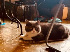 -猫猫幼稚园·撸猫·桌游·电玩